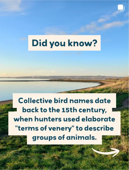 Did you know? A coastal bird fact from Bird Aware.